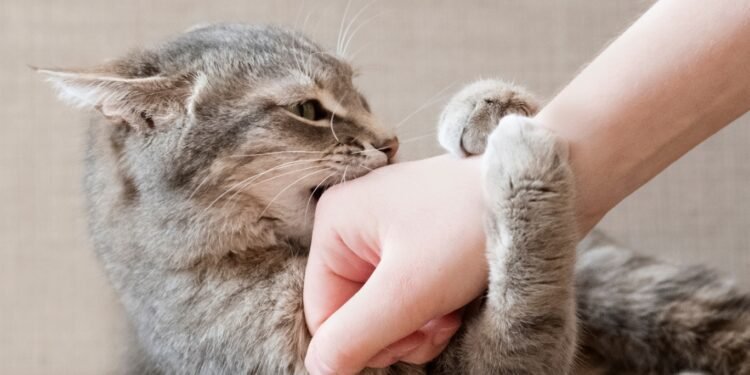 احذر.. بعض عضات القطط تحتاج للعلاج بالمستشفى!