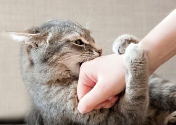 هل تعلم أن عضة القطط قد تكون بداية لمشكلة صحية كبيرة؟