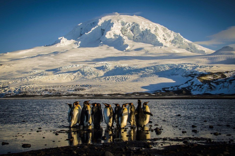 2024 australian antarctic division shows 984414506