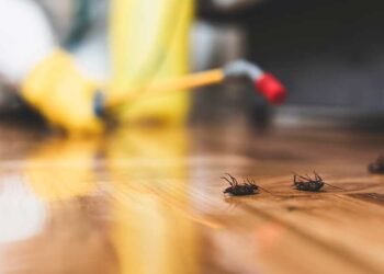 أسلحة طبيعية للقضاء على الحشرات دون مواد كيميائية