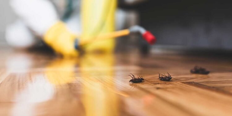 أسلحة طبيعية للقضاء على الحشرات دون مواد كيميائية