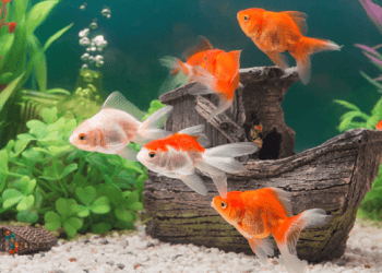 5 حيوانات أليفة تجلب الحظ السعيد لمنزلك