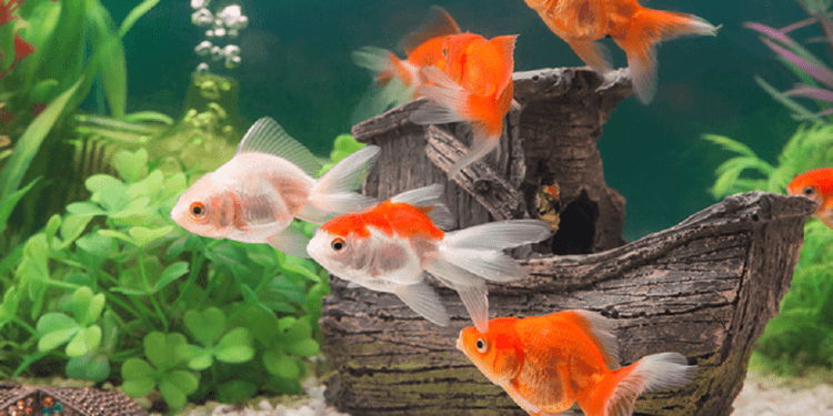 5 حيوانات أليفة تجلب الحظ السعيد لمنزلك