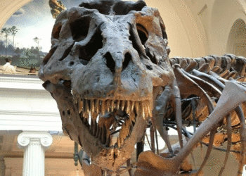 حفريات ديناصورات تكشف عن مفاجآت بخصوص كوكب الأرض