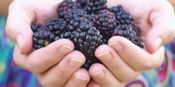 فوائد مذهلة تجعلك لا تتجاهل التوت بعد اليوم
