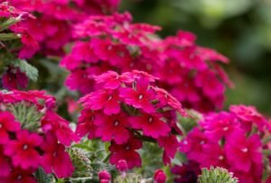 BHG Burgundy Verbena 8mVAvXbpaXZBmujaXELOMm d3fdff9833864a83ab272064068235ff