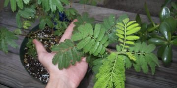 Mimosa tenuiflora Jurema