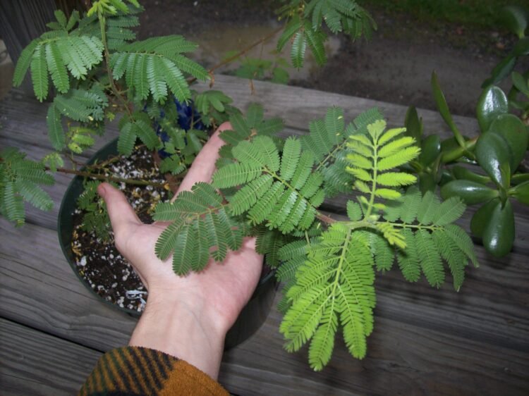 Mimosa tenuiflora Jurema