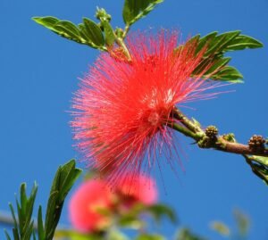 Sao Paulo Brazil Calliandra dysantha flower symbol of the Brazilian Savannah Mimosaceae Mimosa . 3257272829