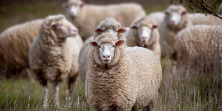 قبل عيد الأضحى.. شروط هامة في الأضحية