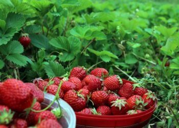 الفراولة.. سر صحة القلب ومكافحة السكري