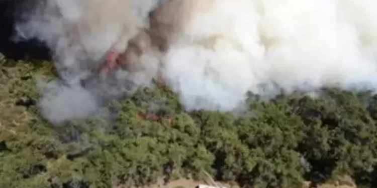 سوريا تحترق.. حرائق الساحل تلتهم الغابات والأردن وتركيا يدخلان خط الإطفاء