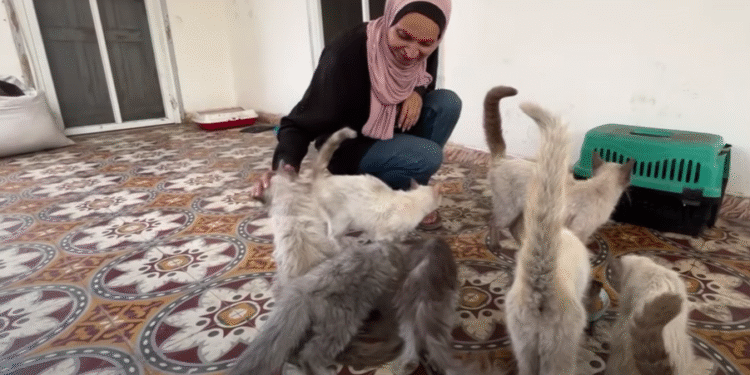 حين تنتصر الإنسانية على الحرب.. قصة رانيا مراد وقطط غزة