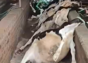 من باكستان إلى القاهرة.. رحلة فيديو مُفبرك أربك الرأي العام المصري