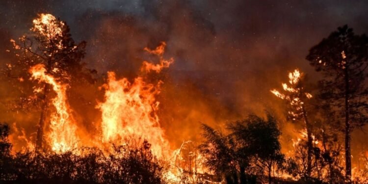 29 حريقًا في يوم واحد… هل هناك من يشعل النار عمدًا في الجزائر؟