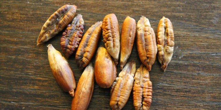 نواة التمر.. كنز طبيعي ينهي تساقط الشعر