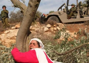 الزراعة الفلسطينية في مرمى الاستعمار.. آخر المستجدات بالمنطقة «ج»