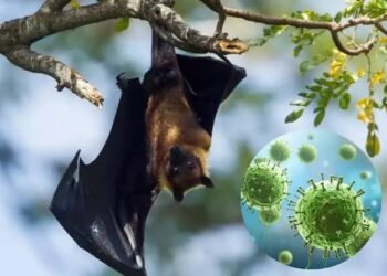 فيروس نيباه يهدد العالم.. لماذا يجب أن نقلق؟