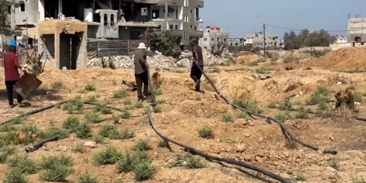 ألف يوم من الحرب.. تداعيات تدمير الزراعة على الأمن الغذائي في غزة